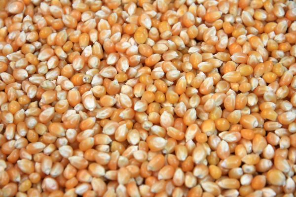 Gourmet Popcorn Seed